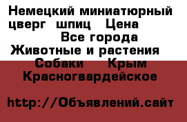 Немецкий миниатюрный(цверг) шпиц › Цена ­ 50 000 - Все города Животные и растения » Собаки   . Крым,Красногвардейское